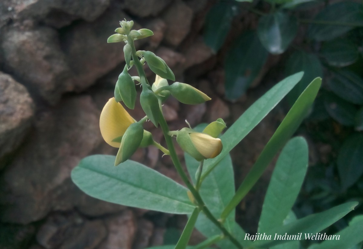 Crotalaria retusa L.